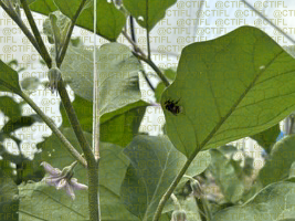 Thrips sur culture d'aubergines sous abri
